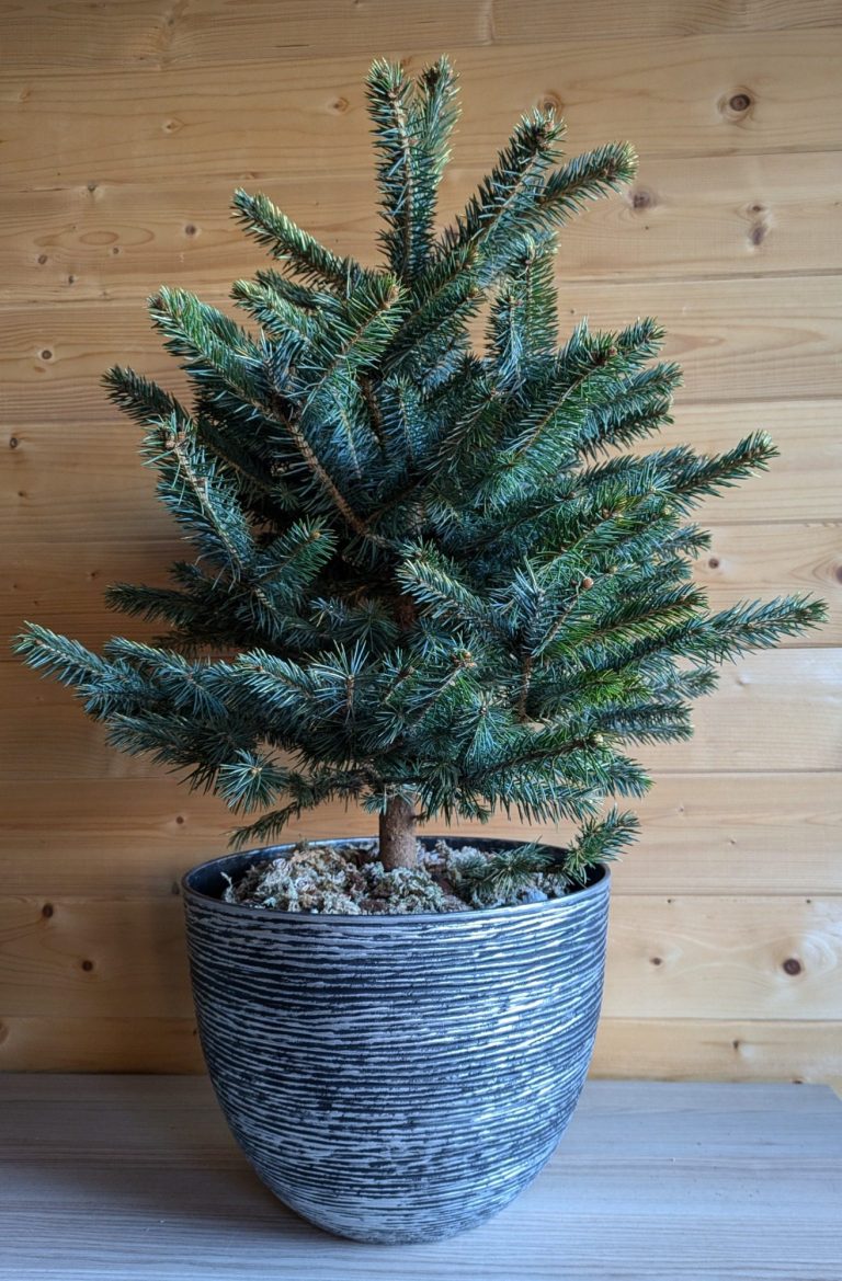 Spiral Planter with Christmas Tree